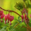 bleeding heart, blossom, spring, pink, garden, leaves, pink blossom, ornamental plant, nature, romance, love, green, exotic, red, foliage, rural, floral, colorful, plant, detail, botany