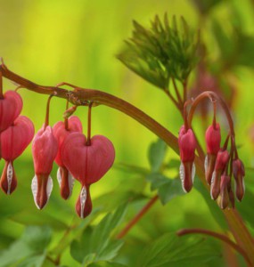 bleeding heart, blossom, spring, pink, garden, leaves, pink blossom, ornamental plant, nature, romance, love, green, exotic, red, foliage, rural, floral, colorful, plant, detail, botany