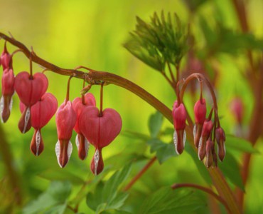 bleeding heart, blossom, spring, pink, garden, leaves, pink blossom, ornamental plant, nature, romance, love, green, exotic, red, foliage, rural, floral, colorful, plant, detail, botany