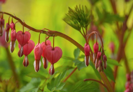 bleeding heart, blossom, spring, pink, garden, leaves, pink blossom, ornamental plant, nature, romance, love, green, exotic, red, foliage, rural, floral, colorful, plant, detail, botany
