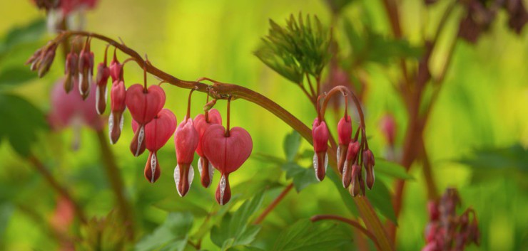 bleeding heart, blossom, spring, pink, garden, leaves, pink blossom, ornamental plant, nature, romance, love, green, exotic, red, foliage, rural, floral, colorful, plant, detail, botany