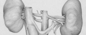 a pencil drawing of the human body