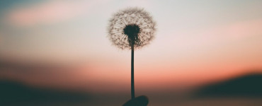 person holding dandelion flower