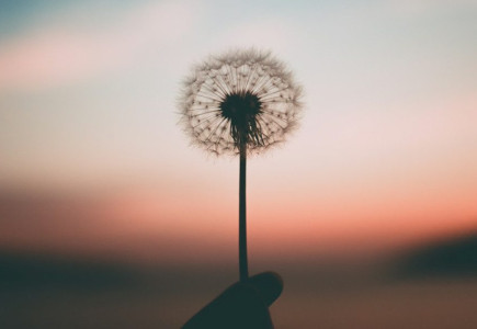 person holding dandelion flower