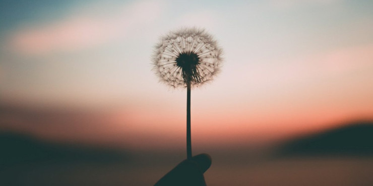 person holding dandelion flower