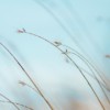 focus photography of brown plants