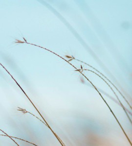 focus photography of brown plants