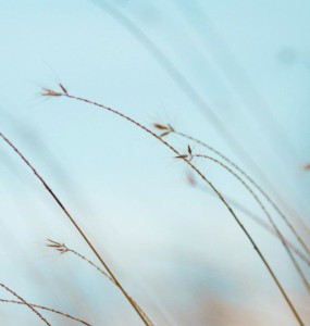 focus photography of brown plants