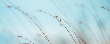 focus photography of brown plants