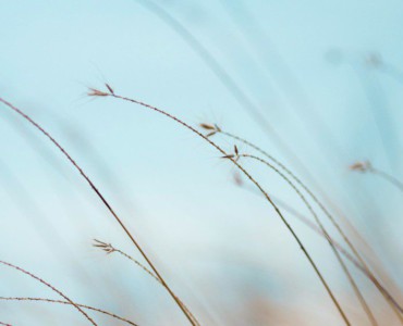 focus photography of brown plants