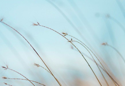 focus photography of brown plants